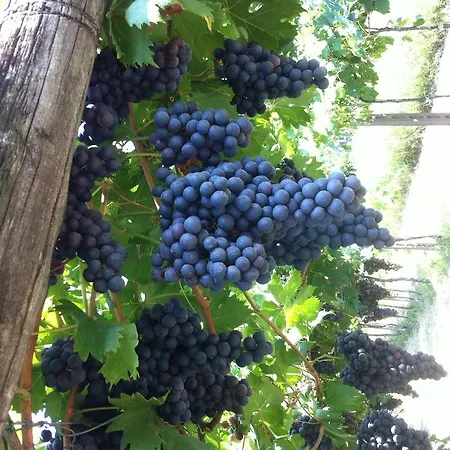 Al Colle Farm stay *