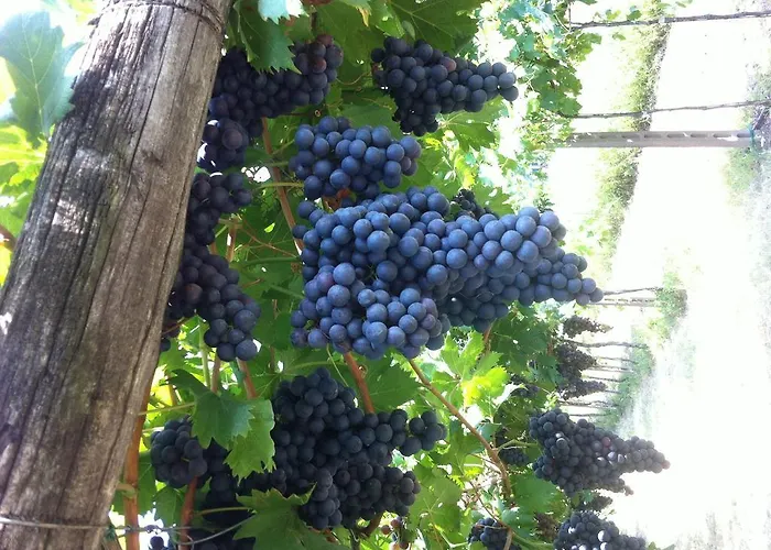 Al Colle مزرعة للإقامة *