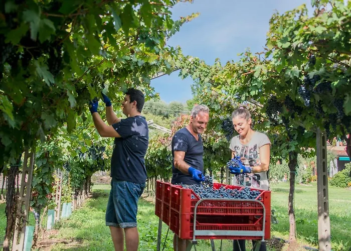 Al Colle Vakantieboerderij *