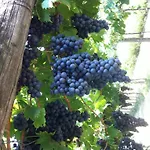 Al Colle Farm stay *
