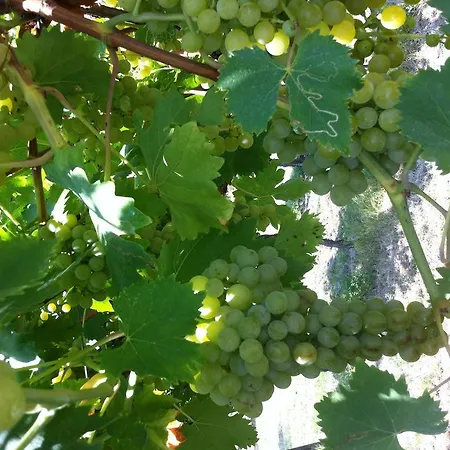 Al Colle * Cavaion Veronese